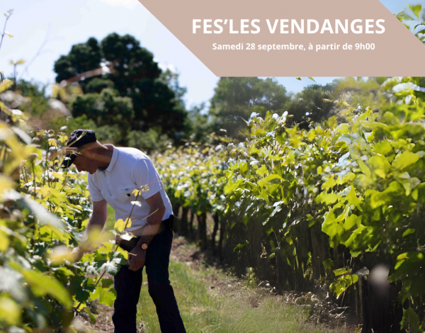 Vendanges